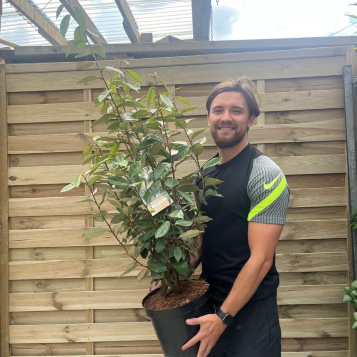 Elaeagnus x ebbingei Compacta (Multibuy Offers Available)