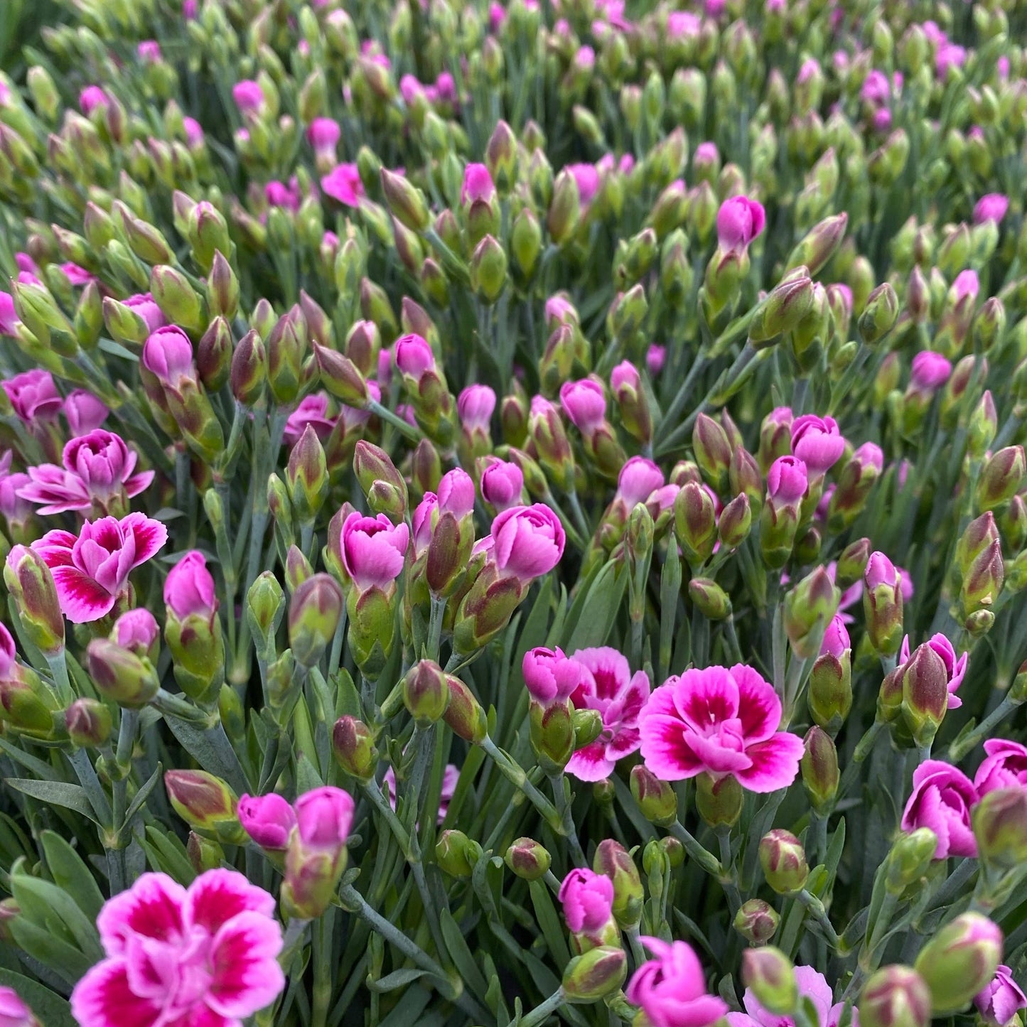 3 x Dianthus Pink Kisses 10cm