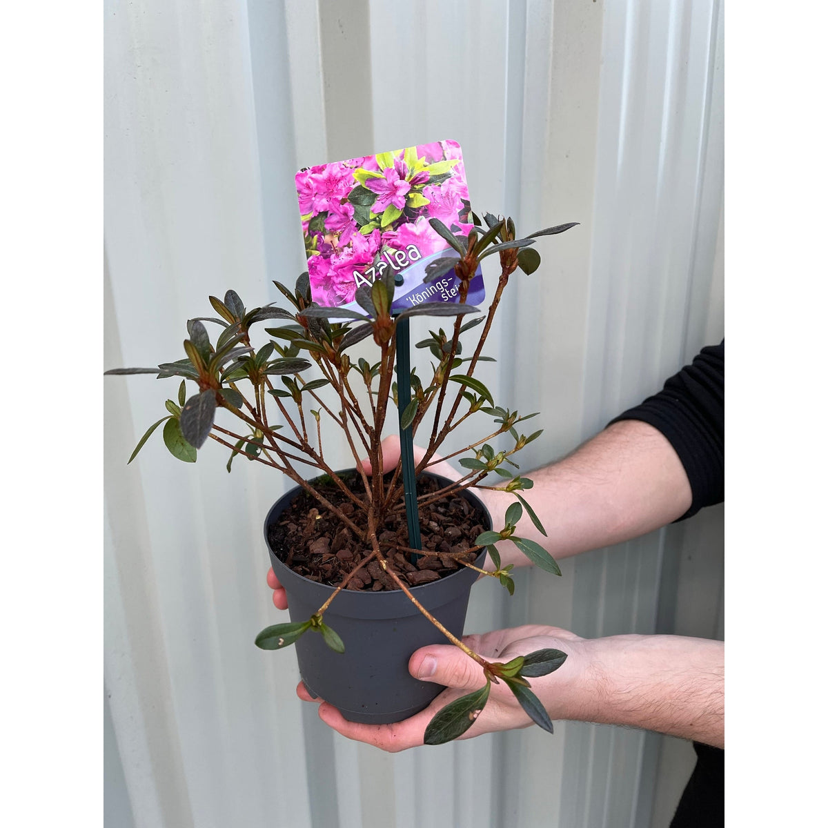 Azalea 'Koningstein' 1.5L
