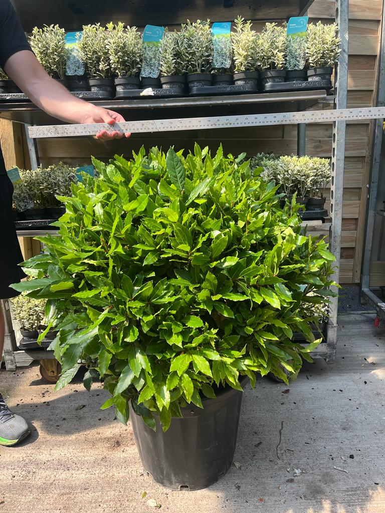 Established Laurus Nobilis Ball (Bay Leaf Ball) 10L / 15L / 24L / 30L