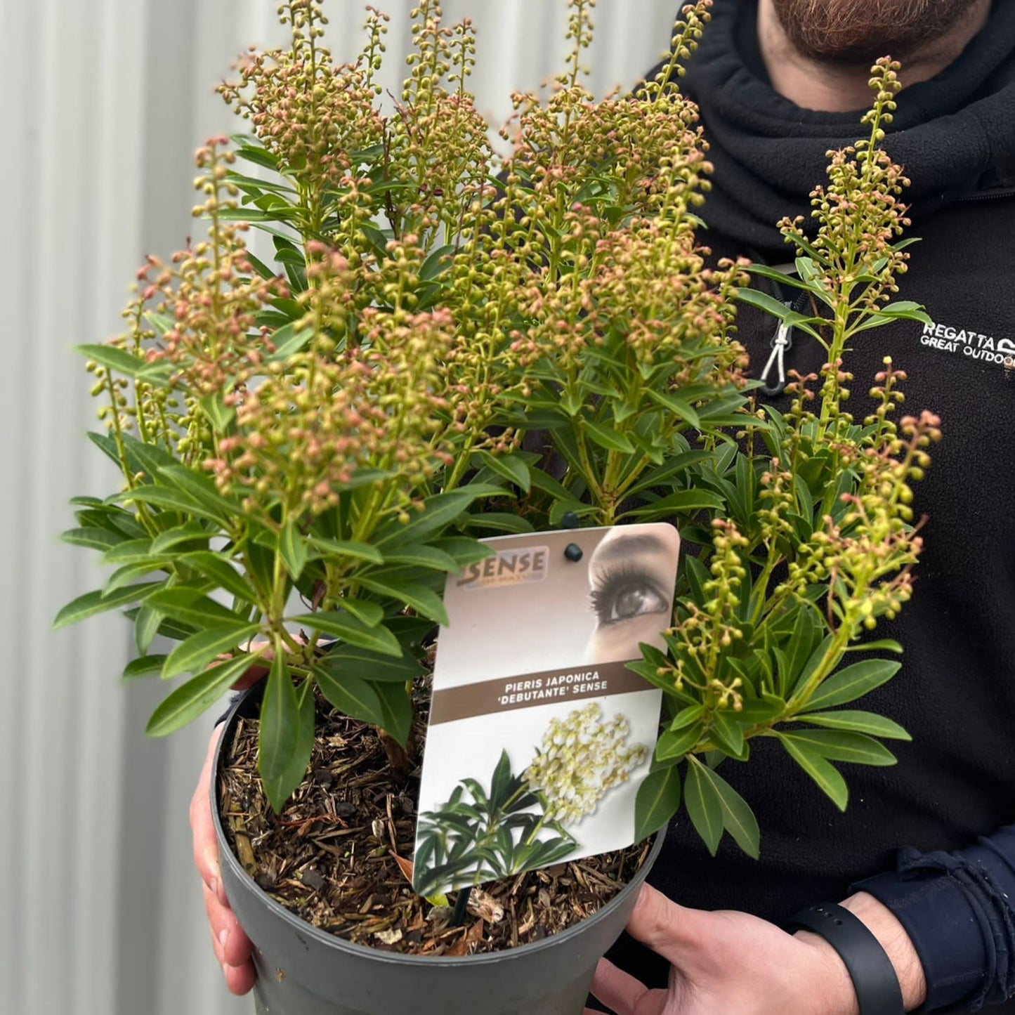 Pieris japonica 'Debutance' 2L / 3L