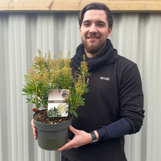 Pieris japonica 'Debutance' 2L / 3L
