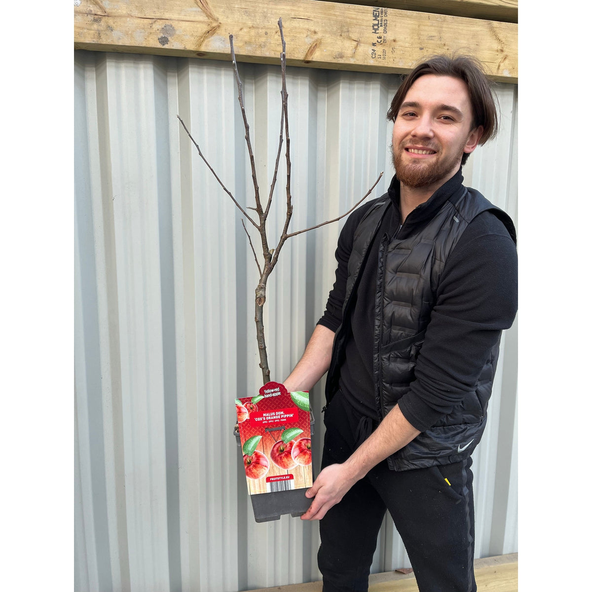 Cox's Orange Pippin' Dwarf/Patio Apple Tree  1m