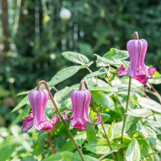 Clematis 'Queen Mother ' 75cm