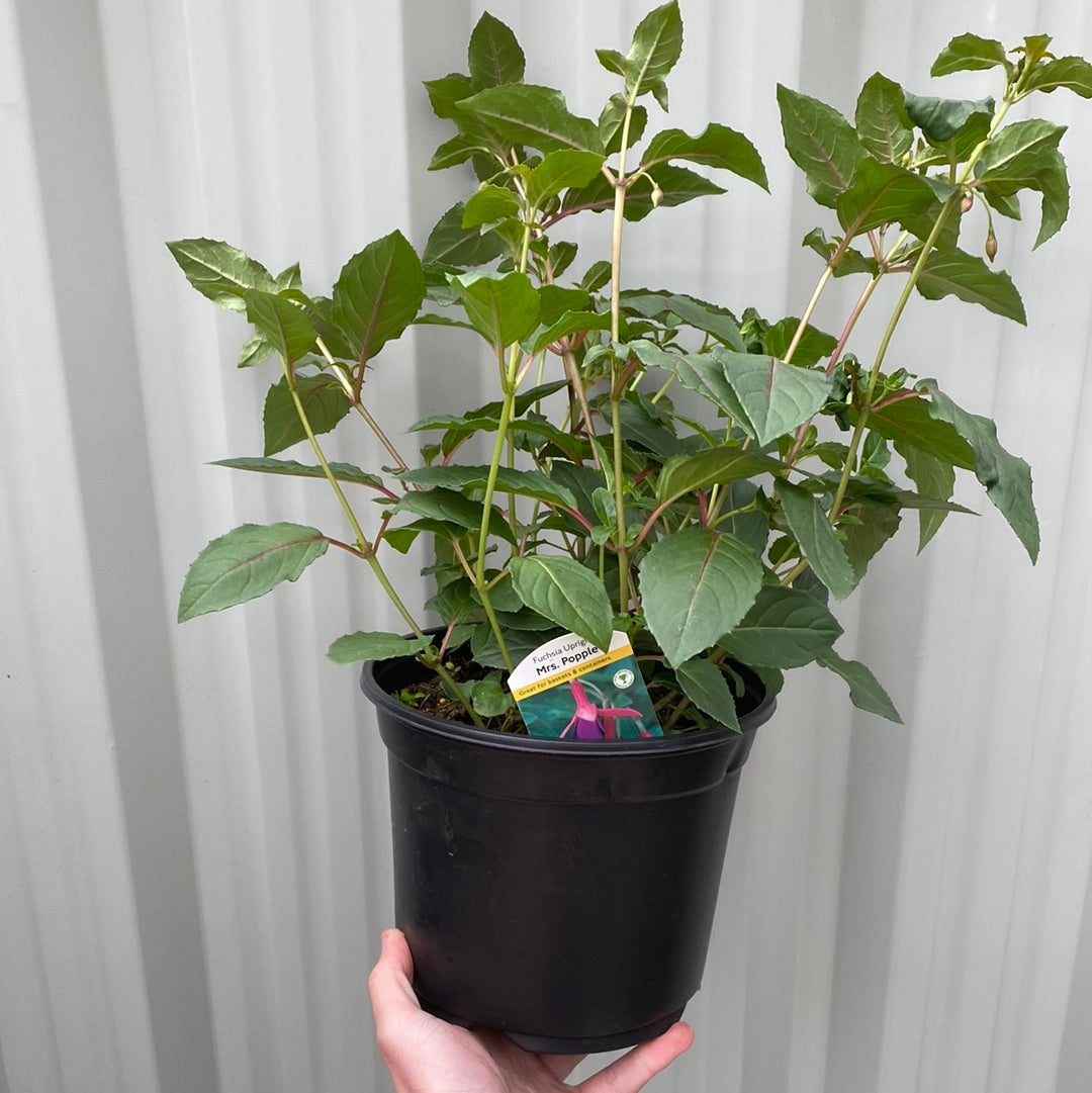 Hardy Fuchsia 'Mrs Popple' 9cm / 2L