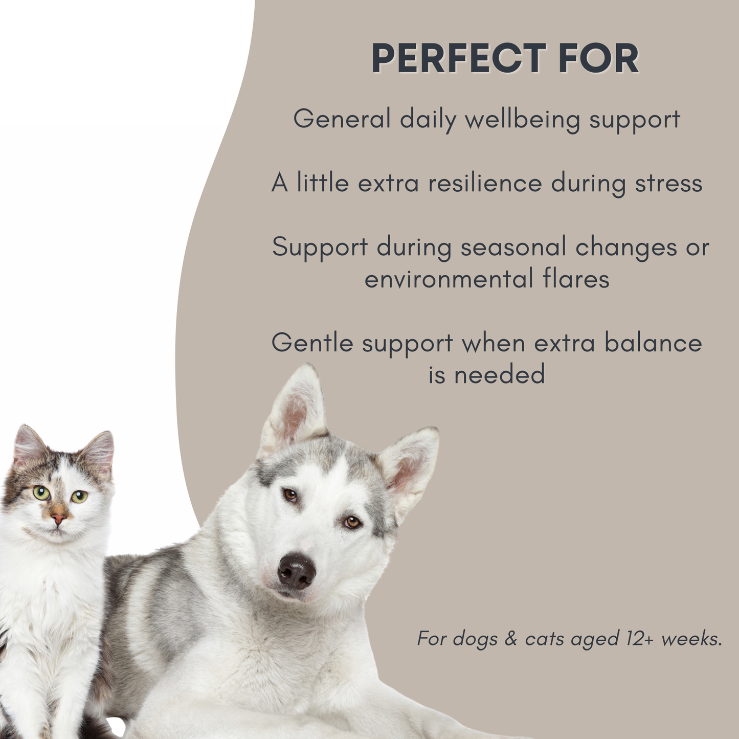 Immune Support Tincture for Dogs & Cats – Everyday Herbal Wellness Support