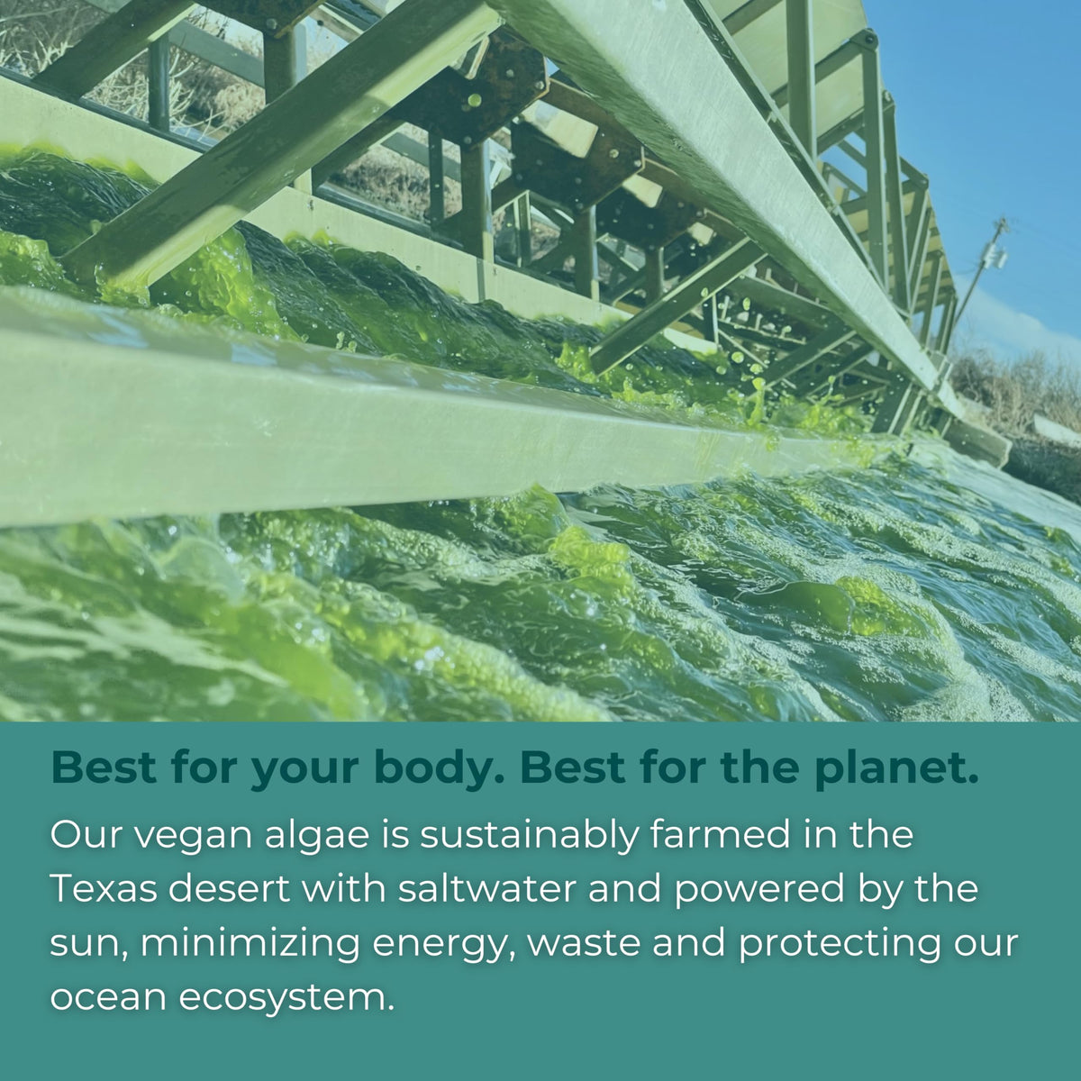 Iwi Omega-3 Vegan Algae Omega-3 - 30 Softgels | EPA + DHA