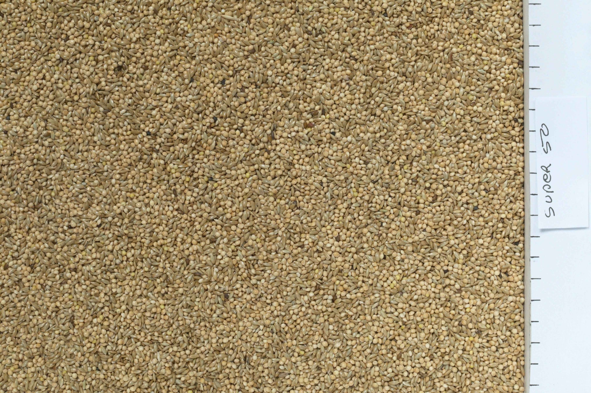 Johnston & Jeff Super 50 Budgieseed