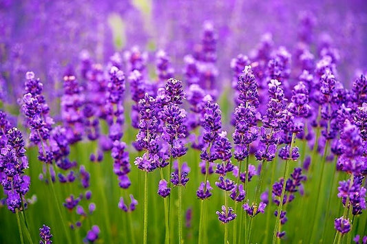 Lavender Essential Oil 10ml 30ml 100ml - 100% Pure - Aromatherapy Fragrance