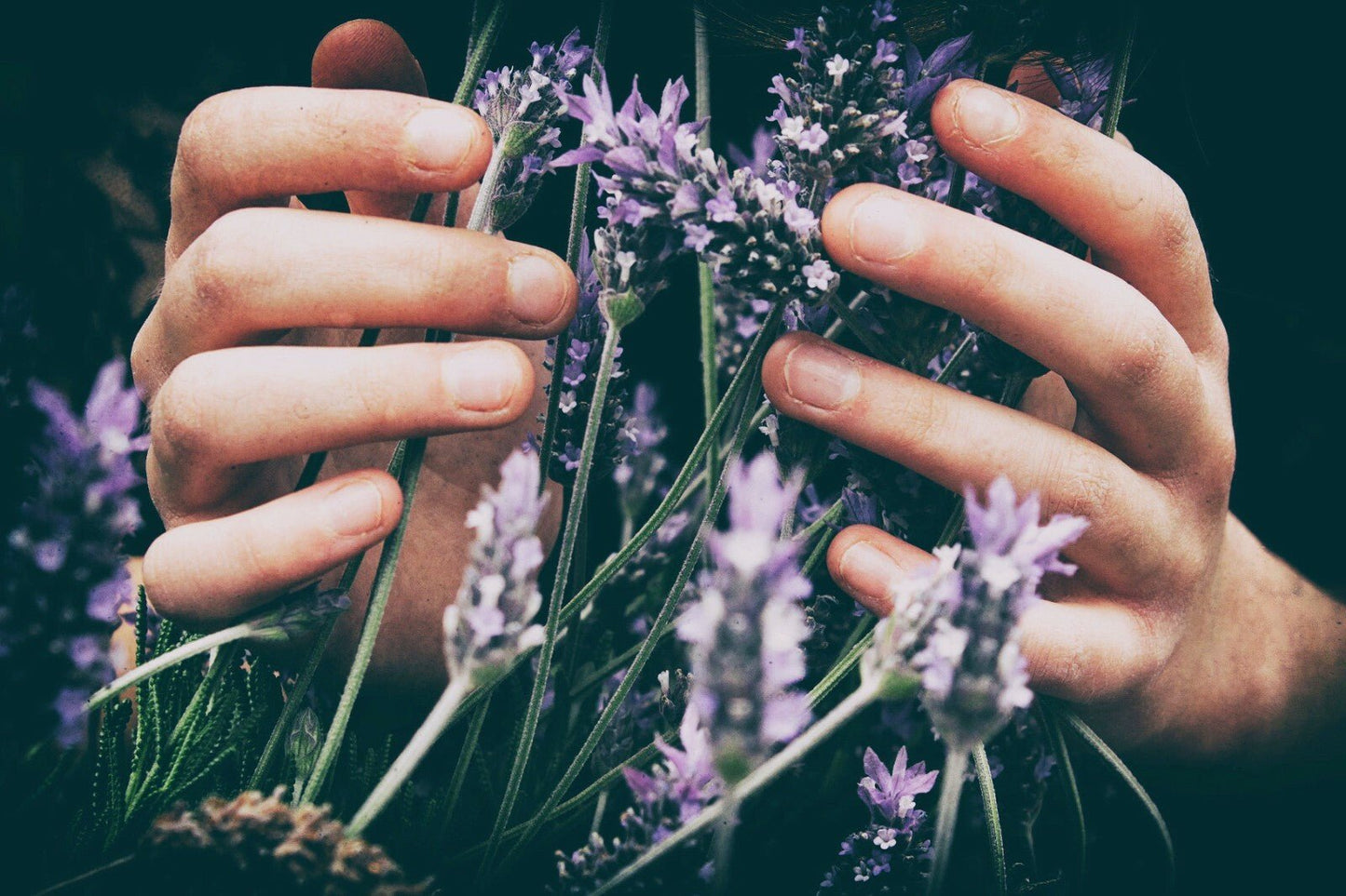 Lavender Moisturising Skin Cream Natural Handmade Face & Body Cream for Dry Skin