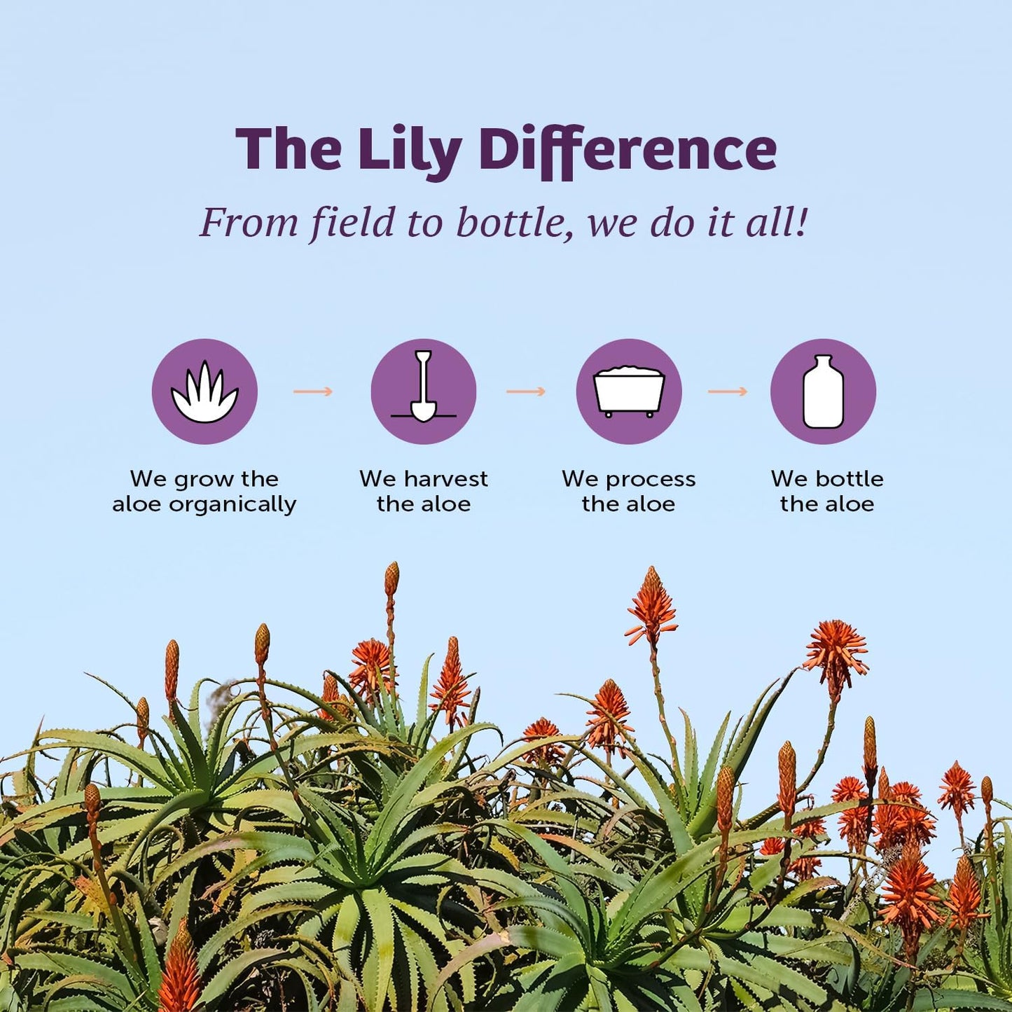 Lily Of The Desert Organic Aloe Vera Juice 2-Pack – Inner Fillet, Gut Health & Digestive Support, 32 Fl Oz Ea