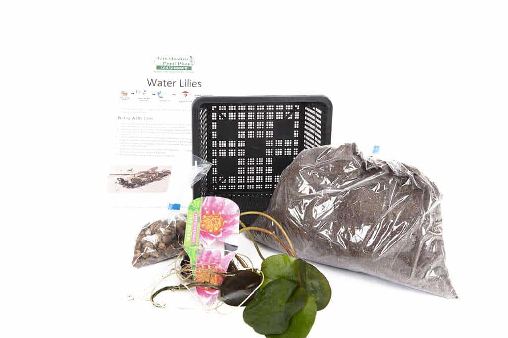 Clyde Ikins water lily - pond plants - LW06