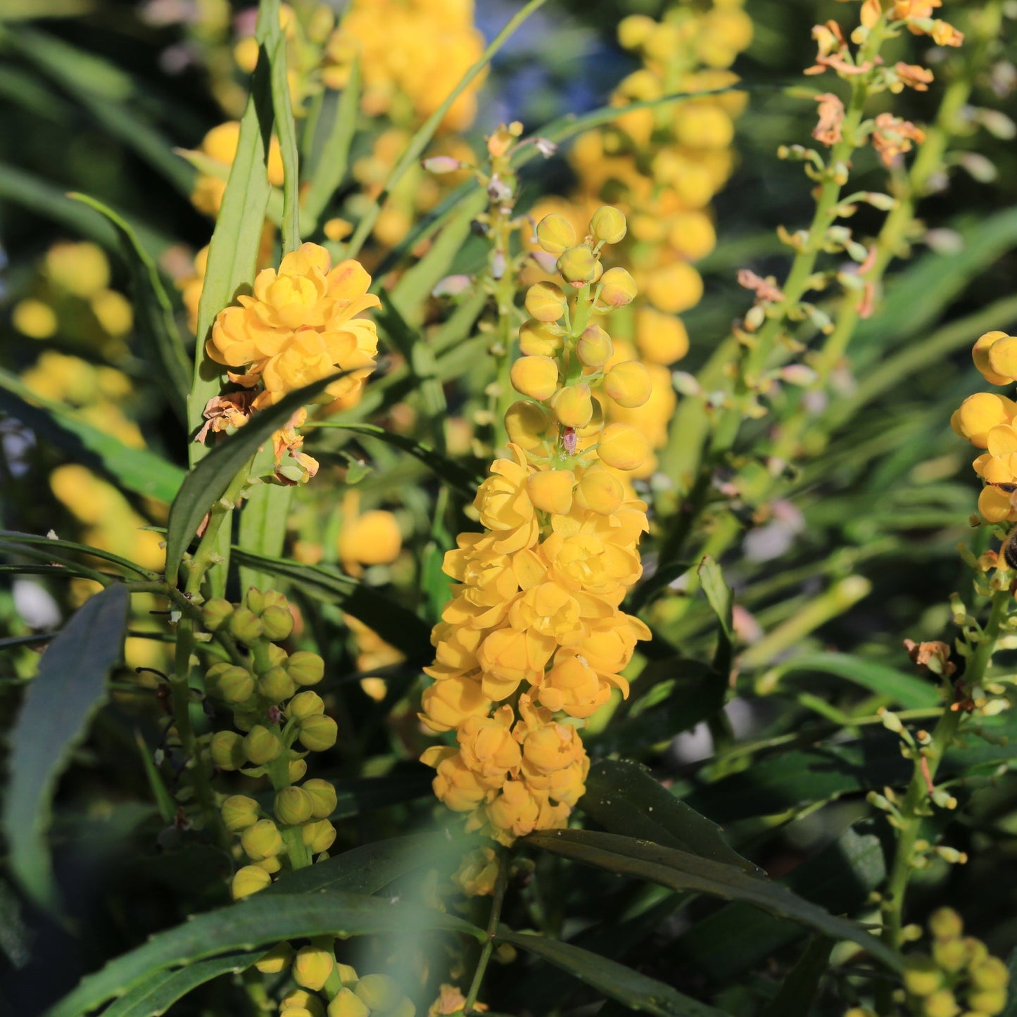 Mahonia 'Sweet Winter' 5L