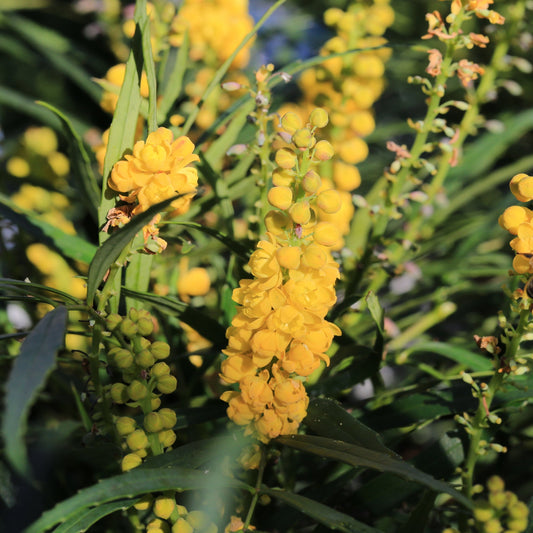 Mahonia 'Sweet Winter' 5L
