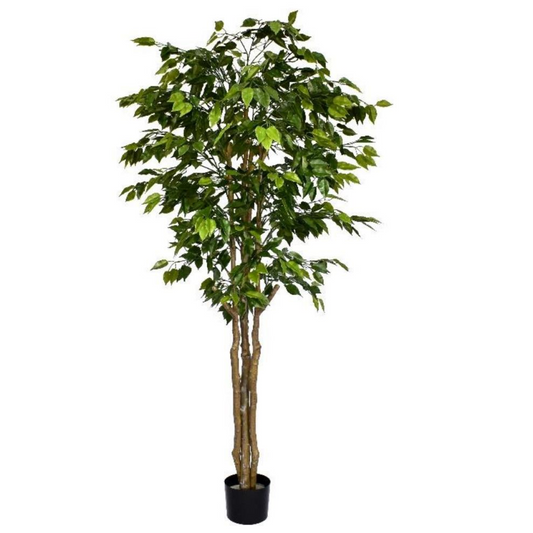 180cm Fire Retardant Deluxe Retusa Ficus Tree With 1134 Leaves