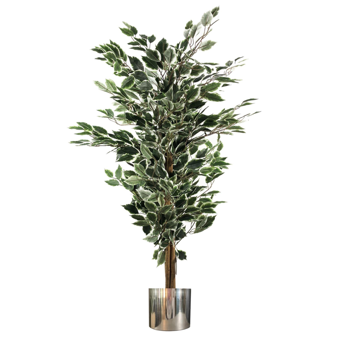 130cm Variegated White/Green Bushy Ficus Tree Silver Metal Planter