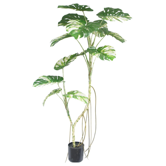 180cm Variegated Monstera Realistic Artificial Tree