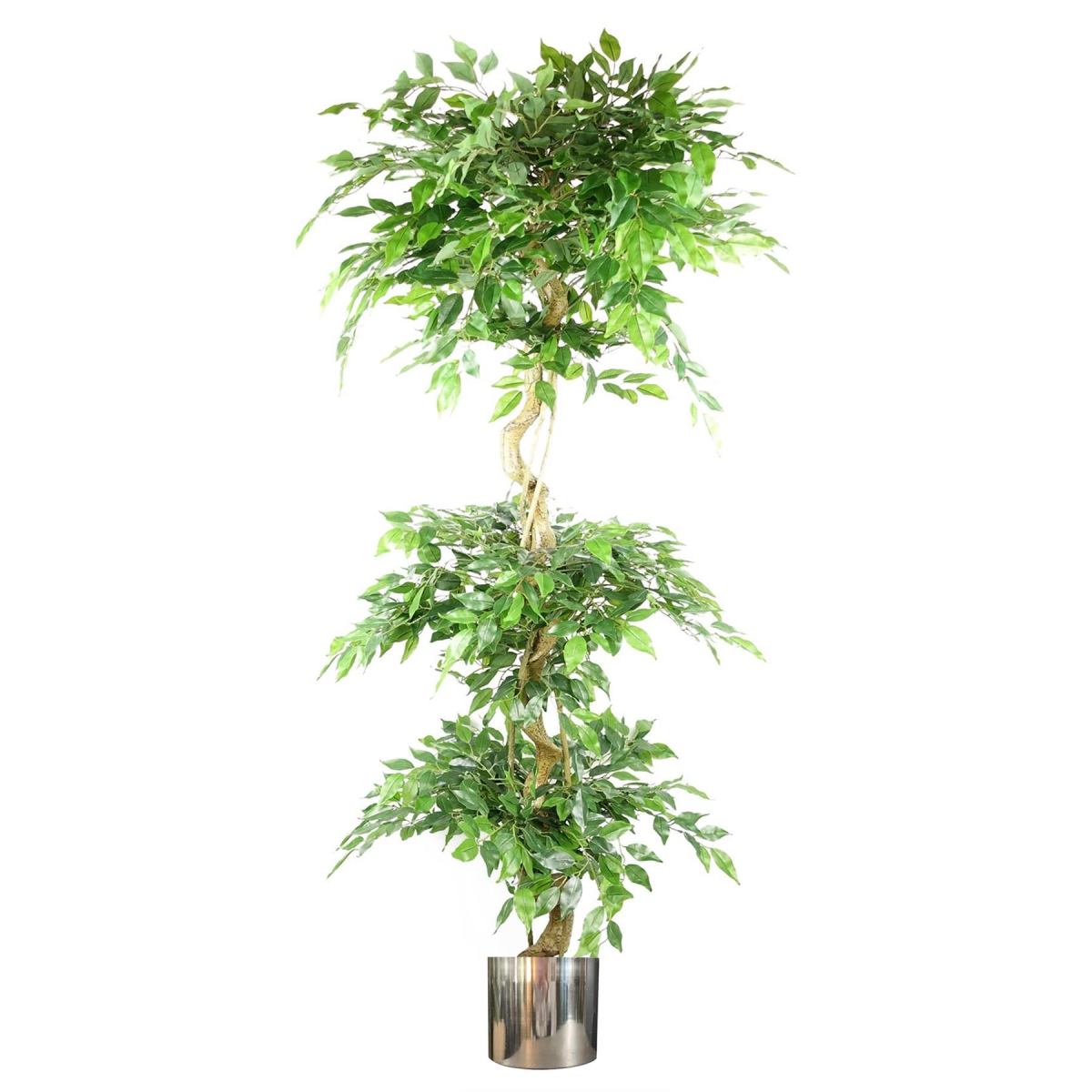 180cm Artificial Twisted Trunk Fruticosa Ficus Tree Triple Ball Topiary 1984 Leaves Silver Metal Planter