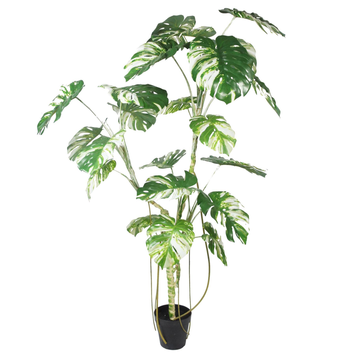 210cm Variegated Monstera Realistic Artificial Tree