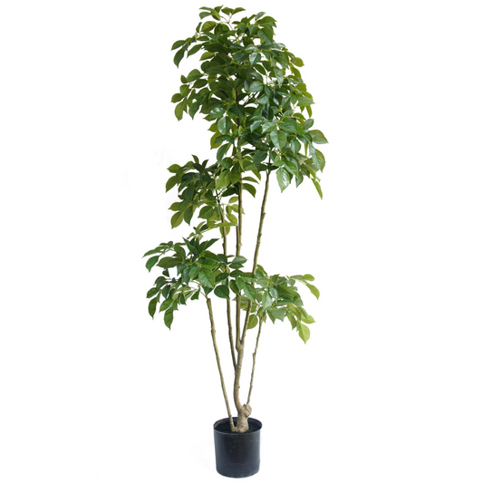 180cm Radermachera Realistic Artificial Tree