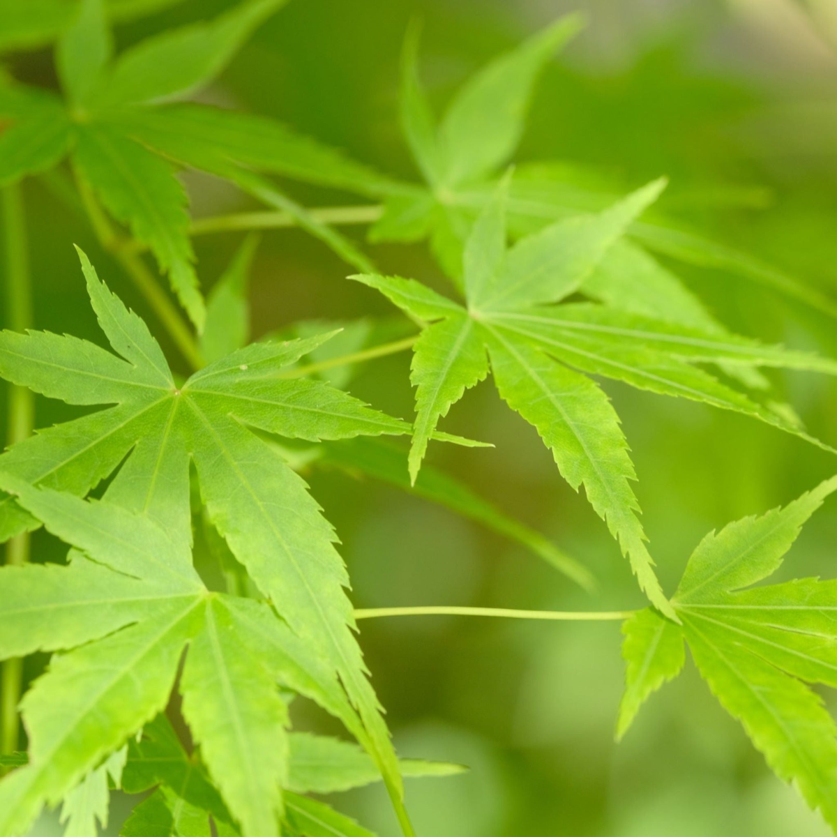 Acer palmatum 'Going Green' 10.5cm/2L/3L