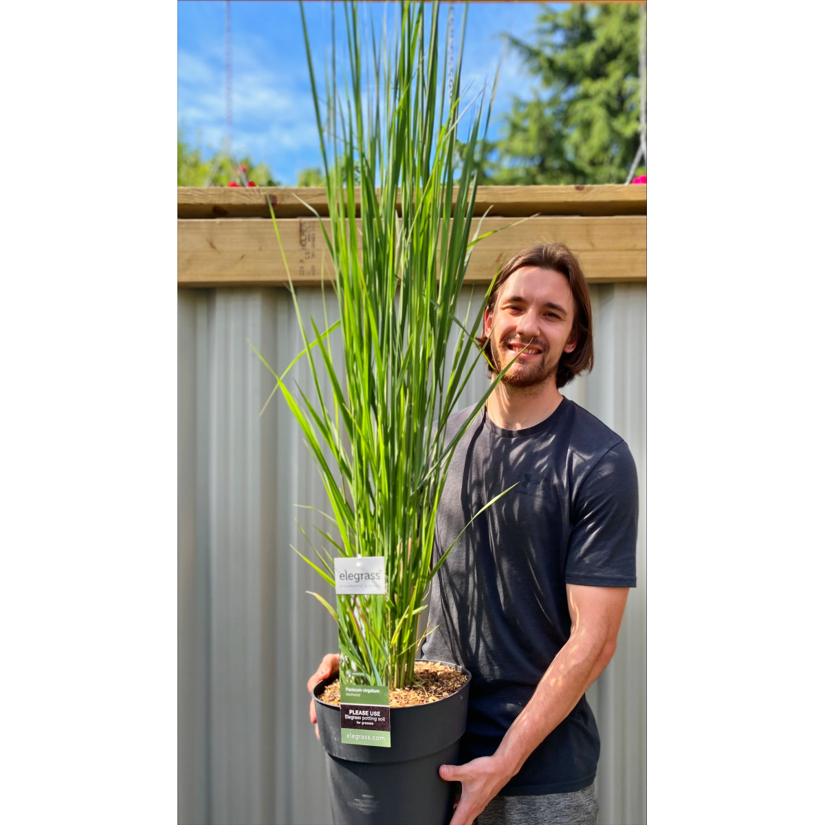 Panicum virigatum Northwind 9cm / 2L / 12L