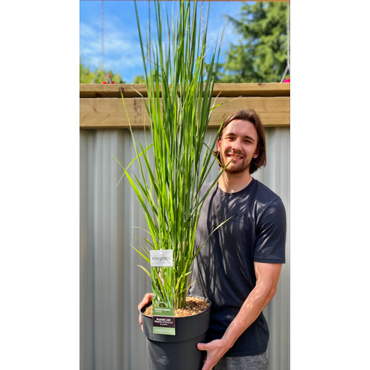 Panicum virigatum Northwind 9cm / 2L / 12L