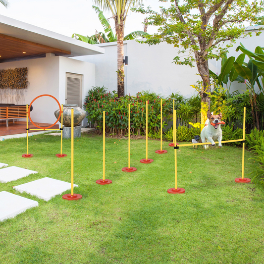Dog agility training equipment