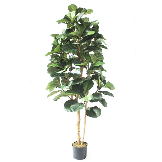 180cm Artificial Fiddle Fig Deluxe Tree
