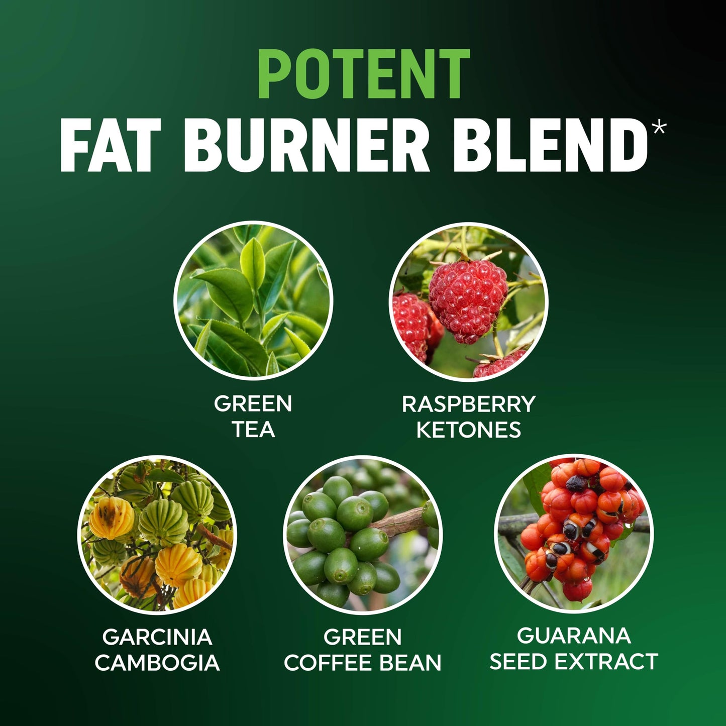 Men's Fat Burner Gummies for Weight Loss | Green Tea, Garcinia Cambogia & Ketones | Apple Flavor | 60 Gummies