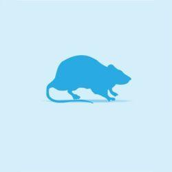 Monkfield Rat - Weaner 20-25g - 10 Pack