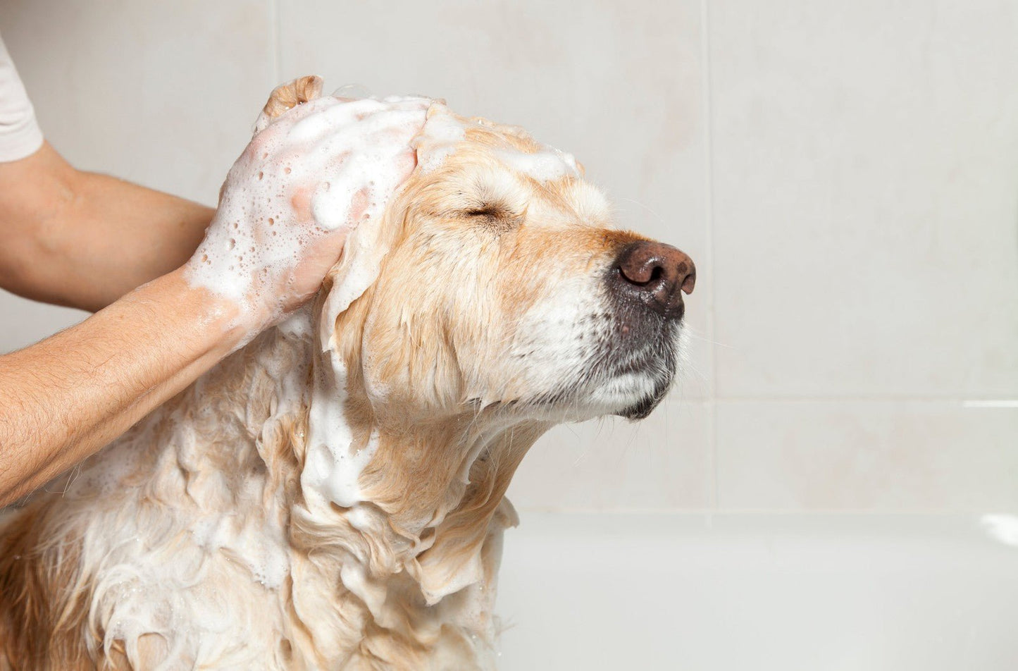 Natural Essential Oil Dog Shampoo for Delicate Skin - 250ml - Herbalshire Handm