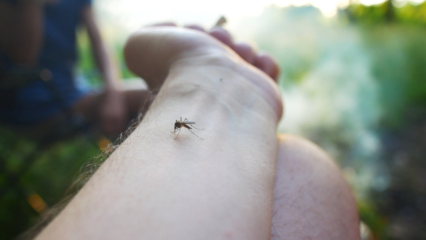 Natural Insect Repellent Bug Oil 100–500ml DEET Free Mosquito Midge Massage Rub Oil