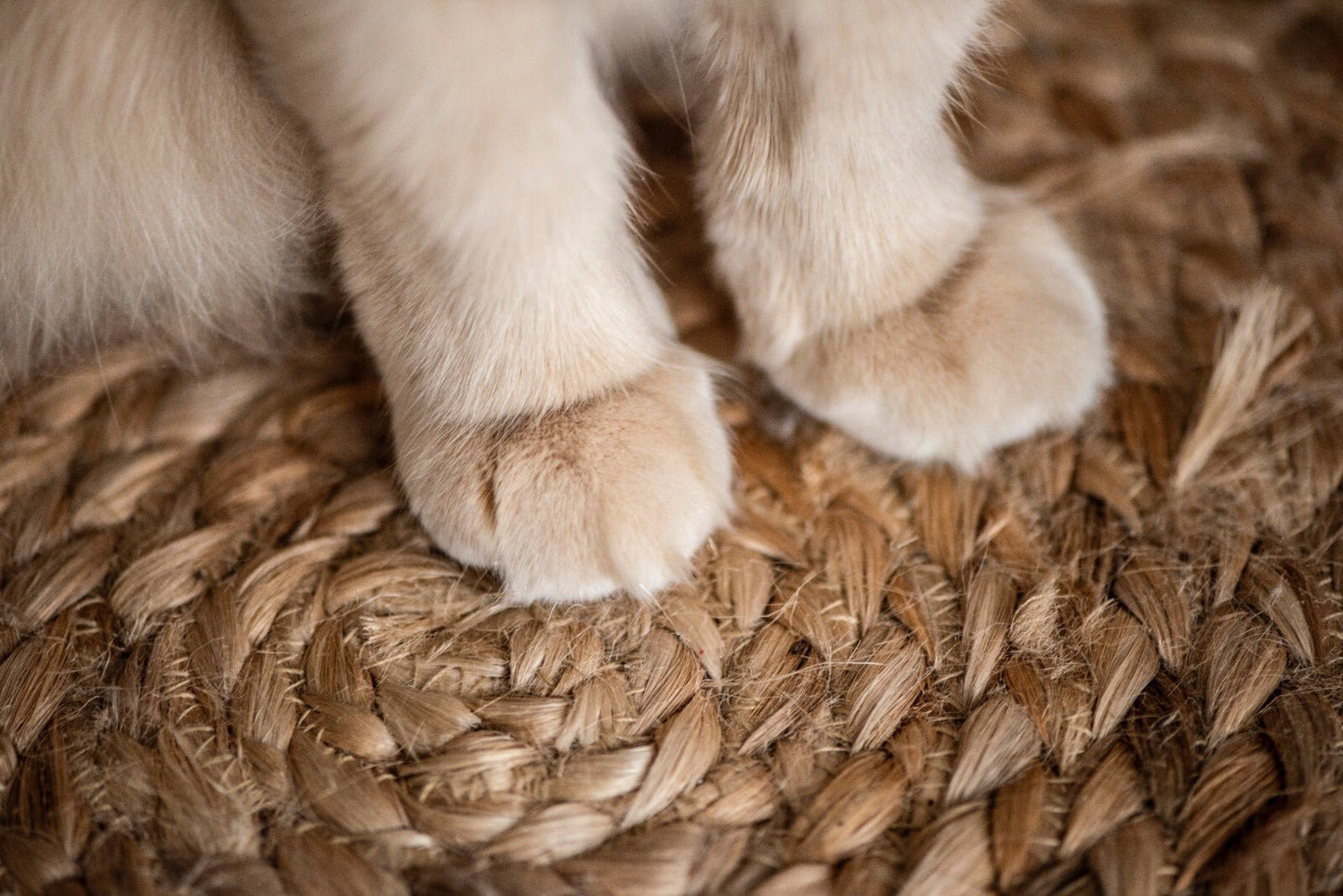 Natural Paw Dip - Essential Oil Blend for Minor Paw Problems - 10ml