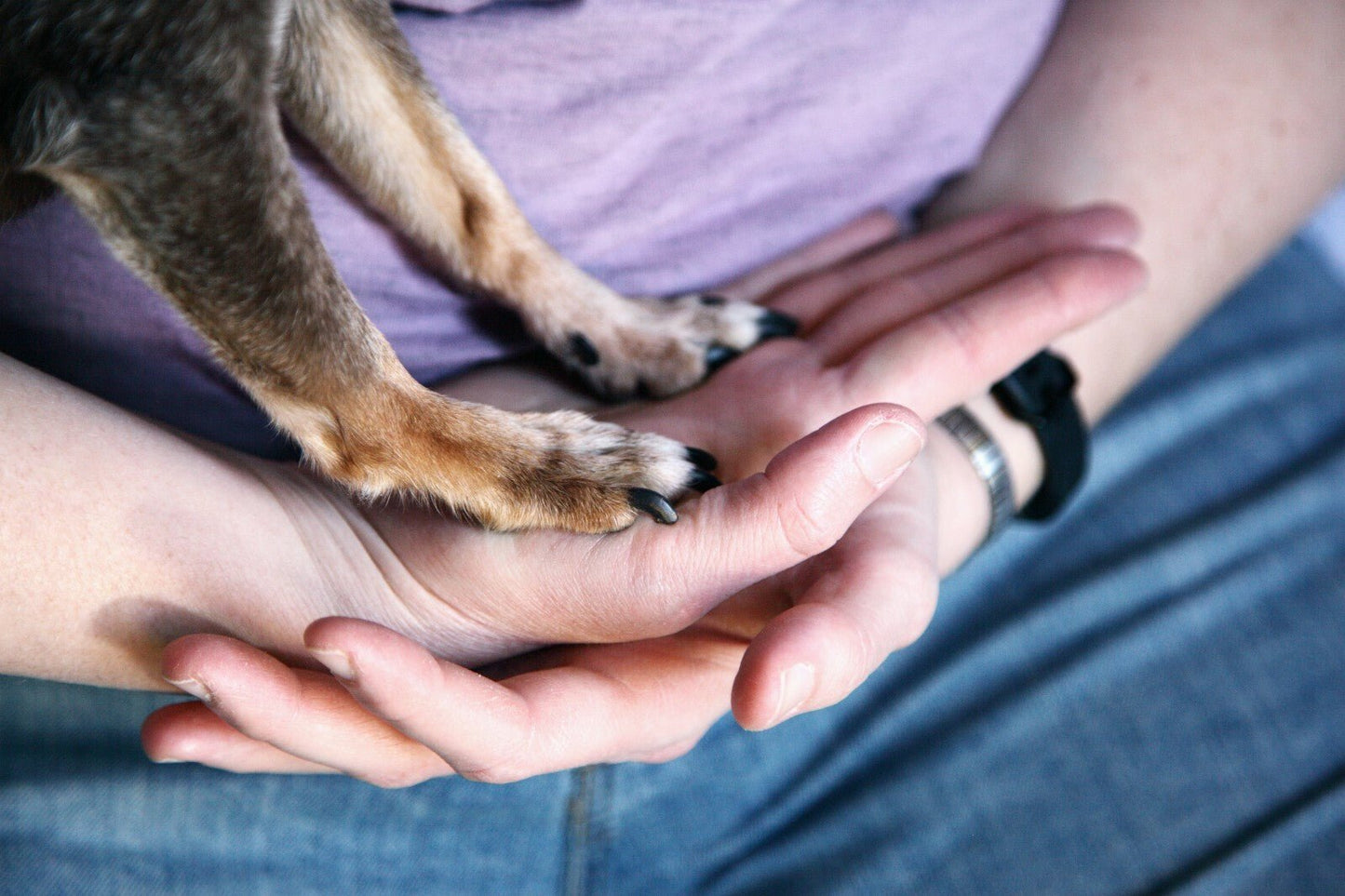 Natural Paw Dip - Essential Oil Blend for Minor Paw Problems - 10ml