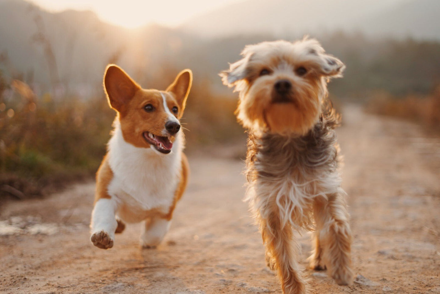 Herbalshire Animal Ache Oil | Natural Joint & Arthritis Relief for Dogs & Cats