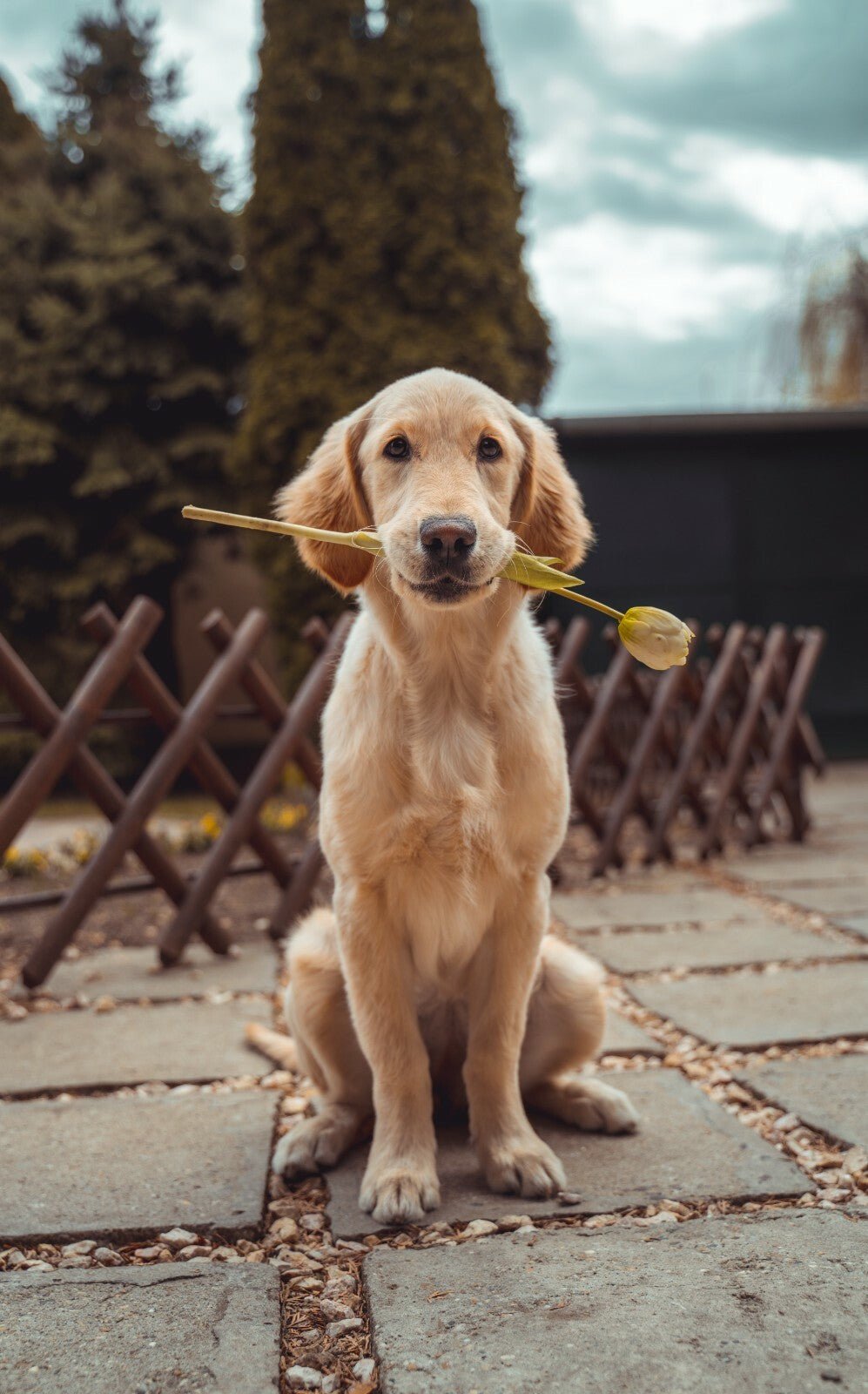 Herbalshire Animal Ache Oil | Natural Joint & Arthritis Relief for Dogs & Cats