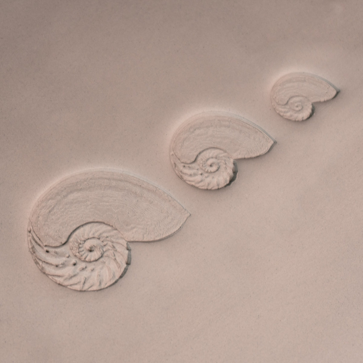 Nautilus Shell Stamp - Photo Textured - Style #1
