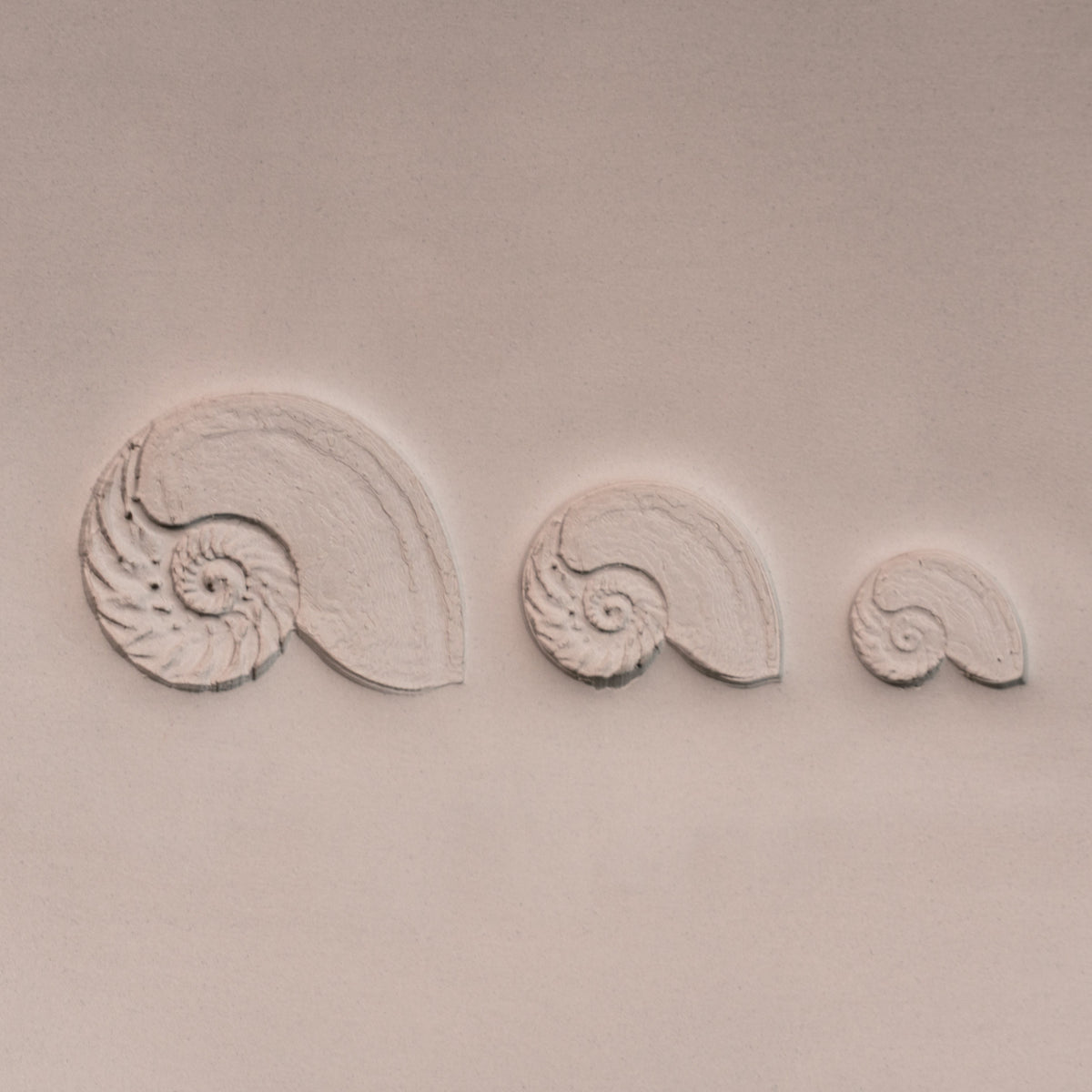 Nautilus Shell Stamp - Photo Textured - Style #1