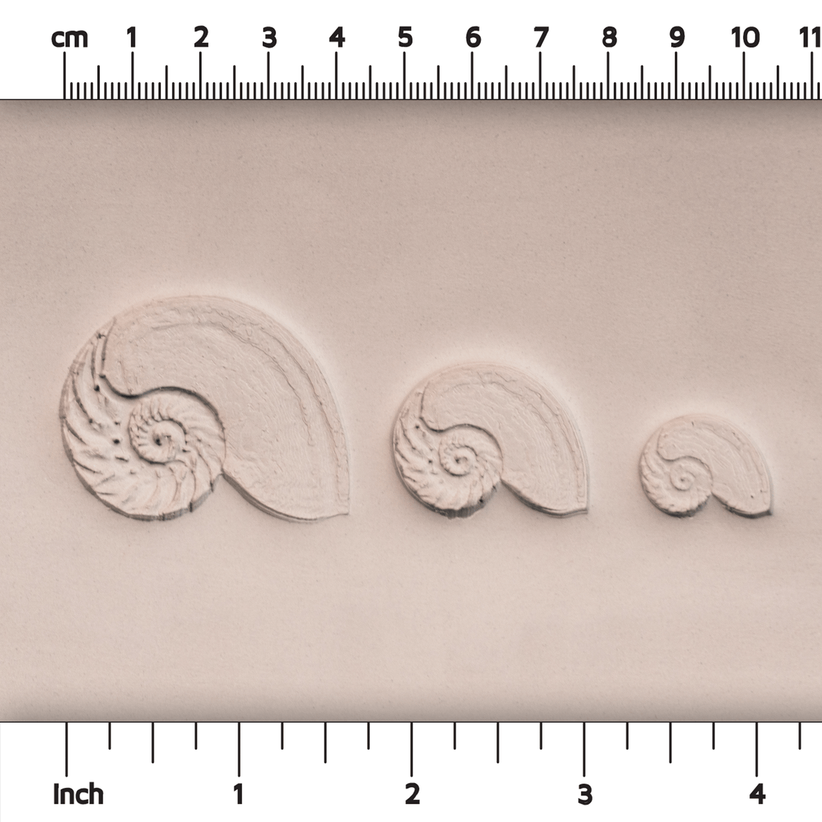 Nautilus Shell Stamp - Photo Textured - Style #1