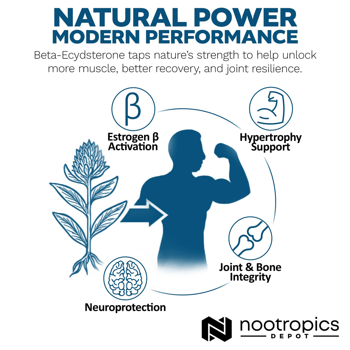 Nootropics Depot Beta Ecdysterone 50% Tablets (500mg) – Cyanotis Arachnoidea Extract, 30 Count