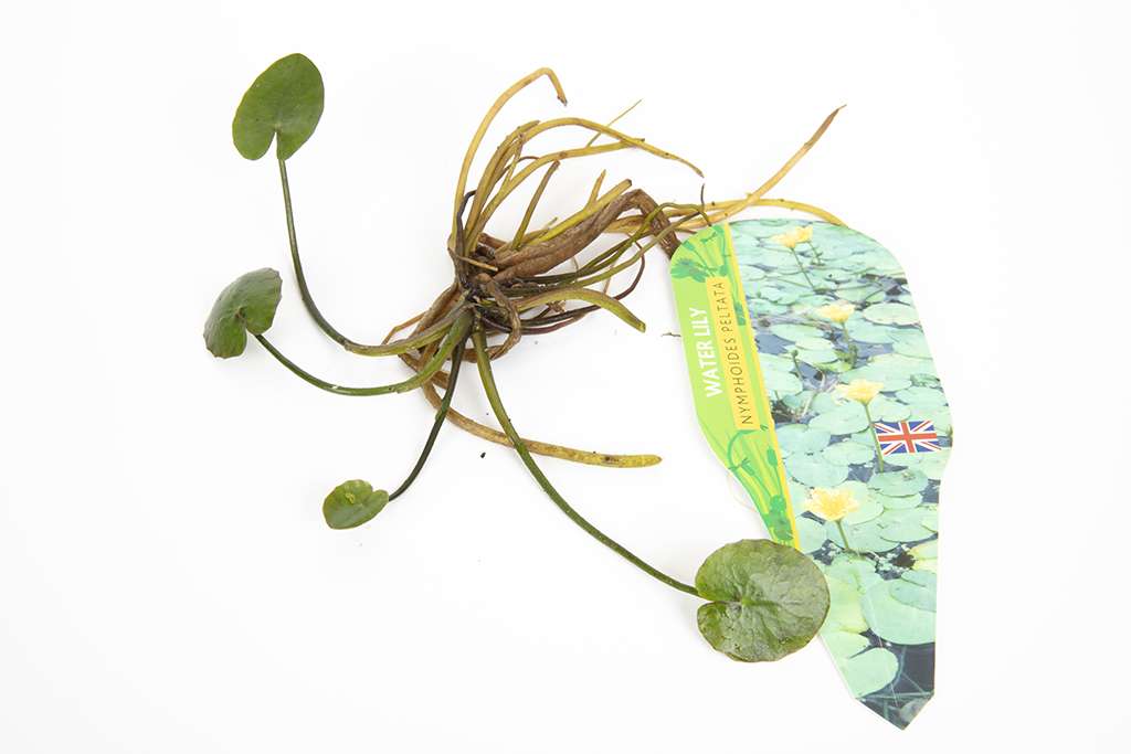 Pond Starter Packs - Pond topup Packs - Oxygenating - Compost and Pots Potted