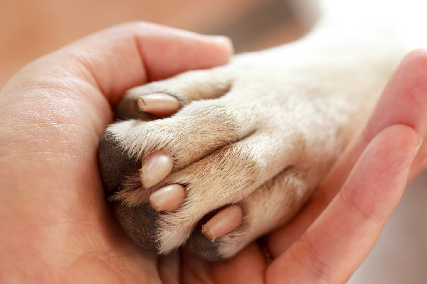 Oil Of Arnica Oil For Dogs & Cats For Bruises Strained Joints Muscles Ligaments