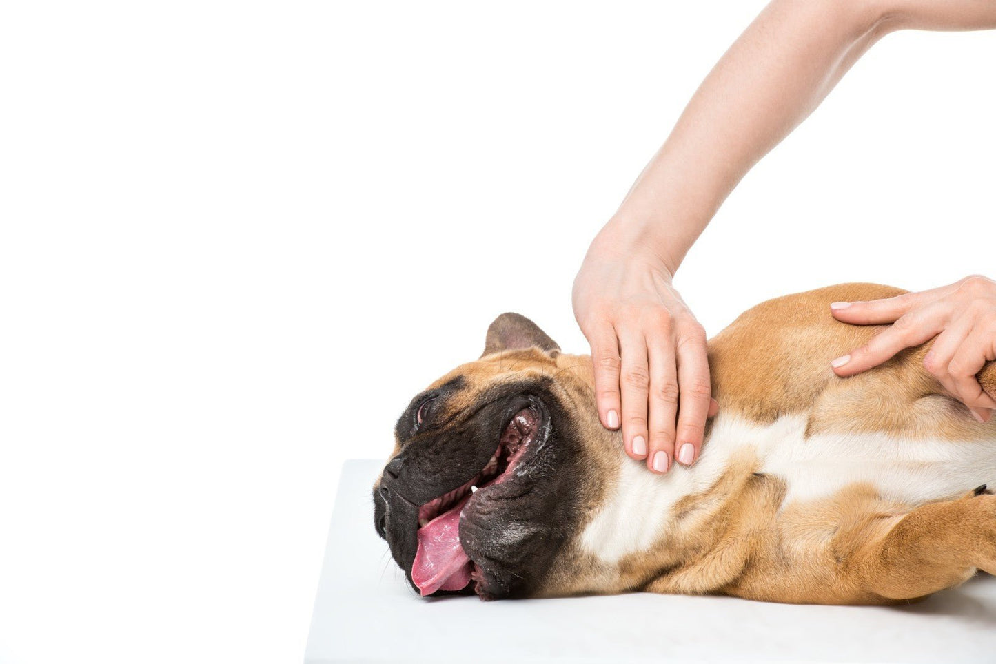 Oil Of Arnica Oil For Dogs & Cats For Bruises Strained Joints Muscles Ligaments