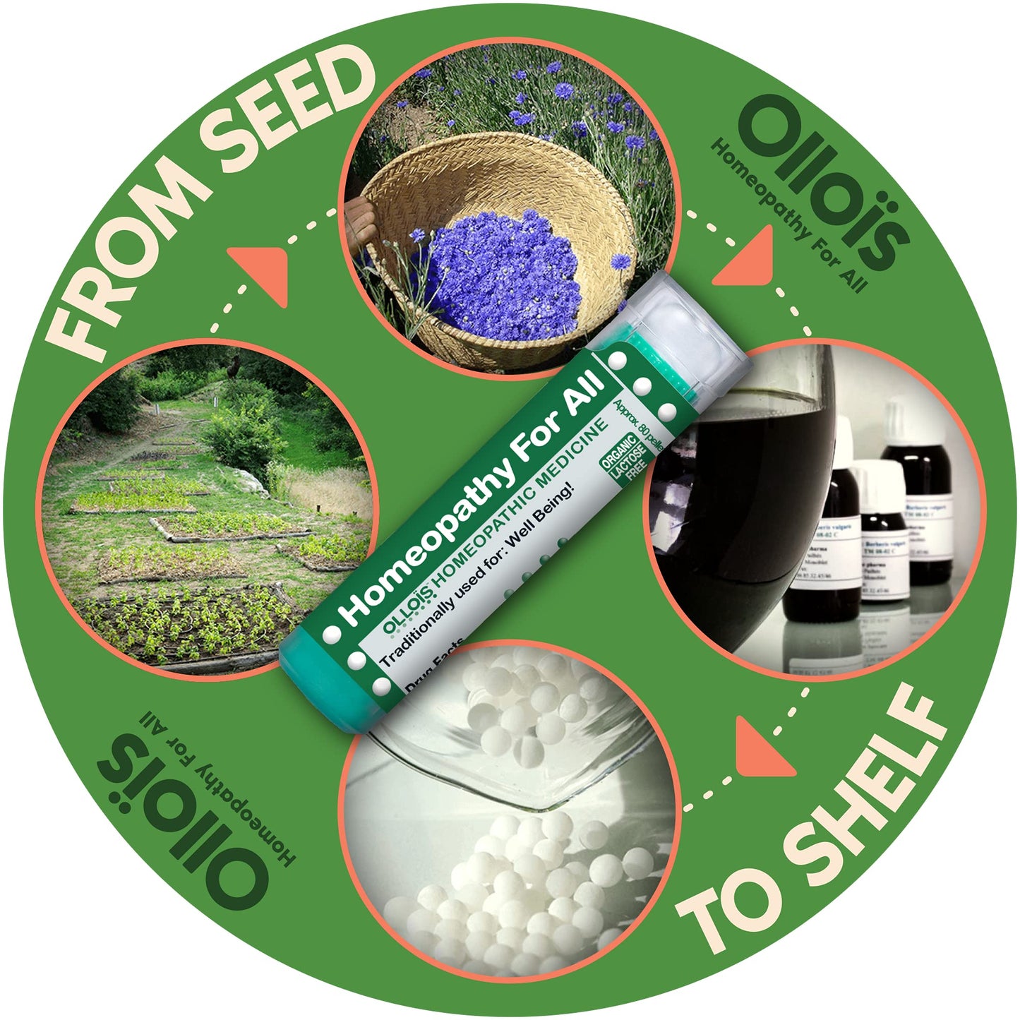 OLLOIS Arnica Montana 30C Organic Vegan Homeopathic Medicine – 80 Pellets