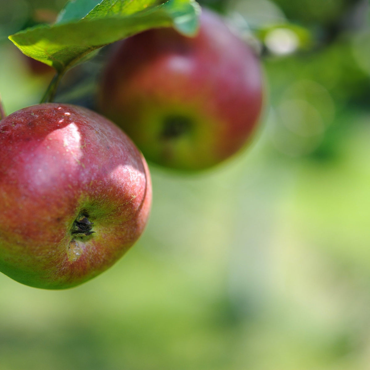 Cox's Orange Pippin' Dwarf/Patio Apple Tree  1m