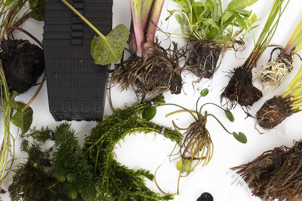 Pond Starter Packs - Pond topup Packs - Oxygenating - Compost and Pots Potted