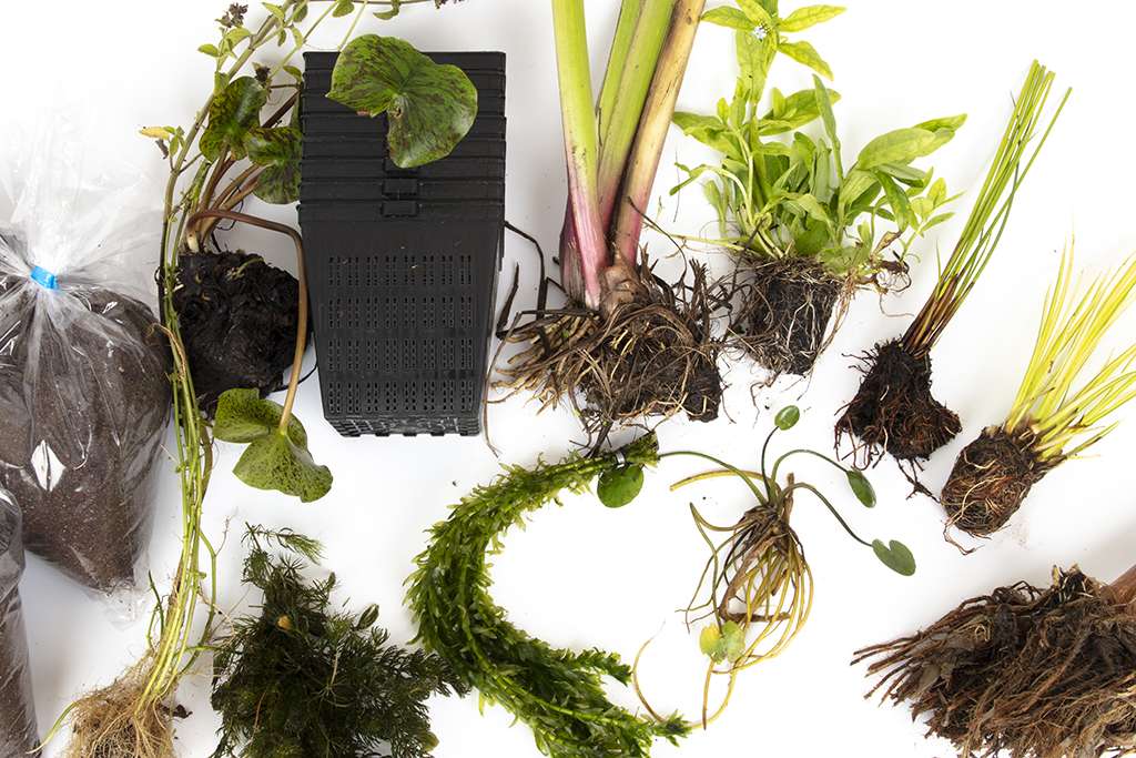 Pond Starter Packs - Pond topup Packs - Oxygenating - Compost and Pots Potted