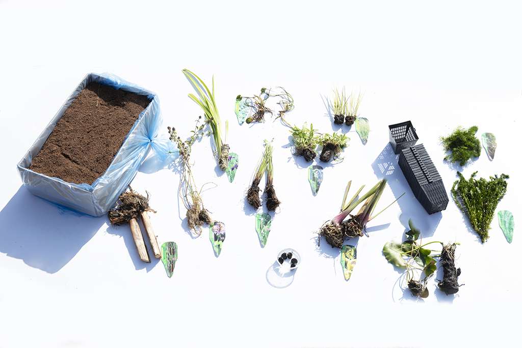 Pond Starter Packs - Pond topup Packs - Oxygenating - Compost and Pots Potted