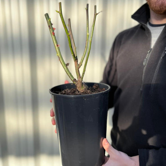 Mother's Day Rose | Florabunda 4L Potted Rose (PRE ORDER DECEMBER '25)